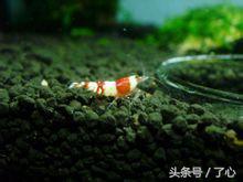 水晶虾的十大禁忌,水晶虾的最佳温度