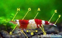 水晶虾的十大禁忌,水晶虾的最佳温度