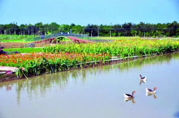 元旦假期别宅了，到粤港澳大湾区参加跨年派对吧！