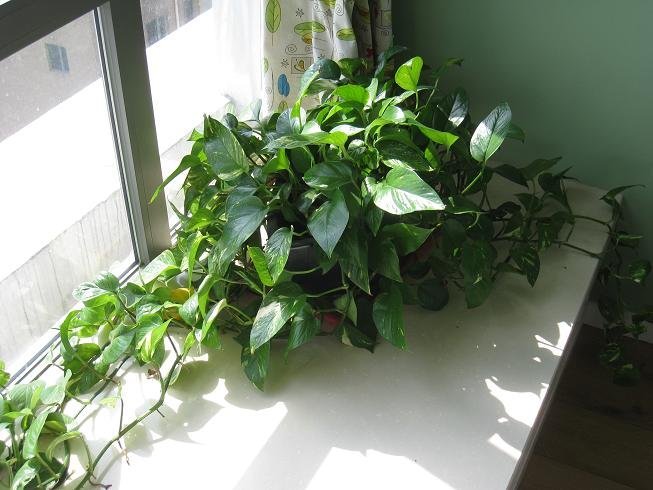 绿萝除甲醛效果最好的方法,绿萝除甲醛最好最快的方法