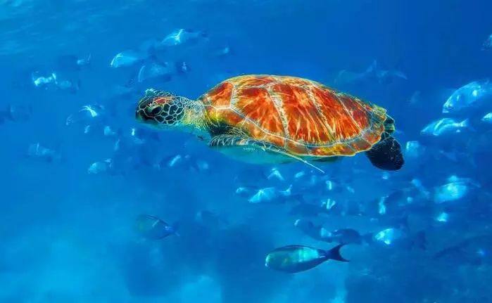 泰国养老签证最新规定,泰国语言学校签证条件