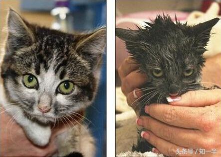 猫咪遇到水是什么样子,猫咪出现了观水现象