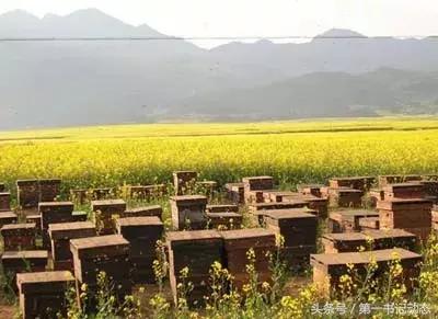 致富蜜蜂价格表,农村养殖蜜蜂一年能赚多少钱