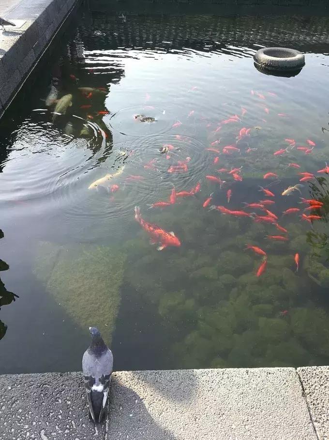 济州岛三日游最佳路线图,济州岛四天三晚游记