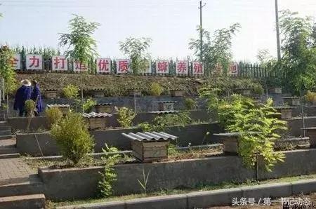 致富蜜蜂价格表,农村养殖蜜蜂一年能赚多少钱