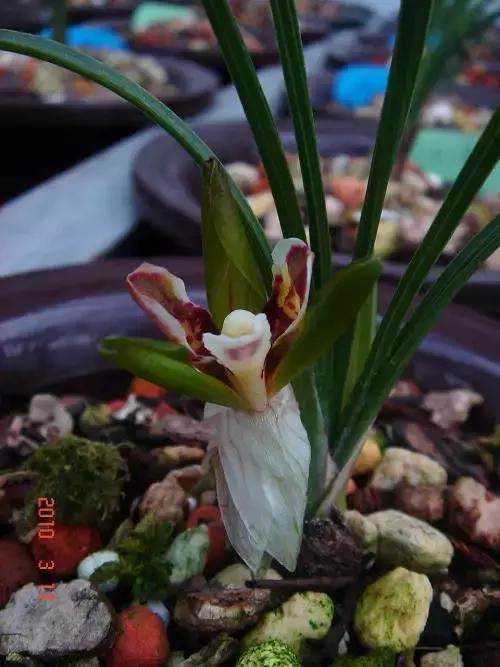 为什么兰花花苞会消苞呢,兰花春化中花苞停止生长