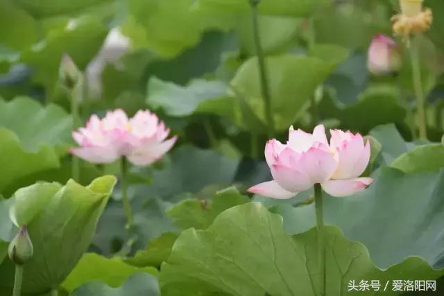 娲涢槼瀛熸触鏈夊悕鐨勯晣,娲涢槼瀛熸触鍙ら晣