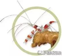 自己繁殖海水观赏虾,海水观赏虾最耐高温