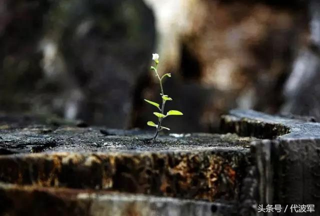 蜘蛛吊财神到有道理吗,吊蜘蛛预示什么