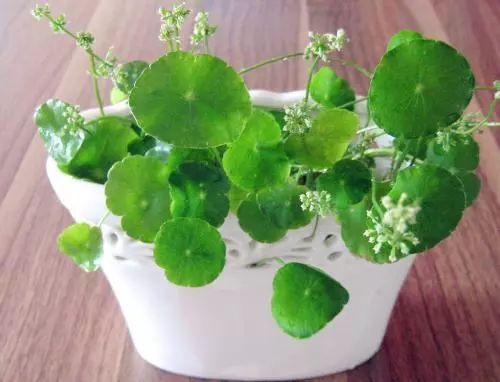 哪些植物好养一天只需要浇水,什么植物好养一个星期浇一次水