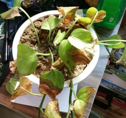 绿萝冬天叶子黄了什么原因,绿萝叶子冬天发黄是什么原因呢