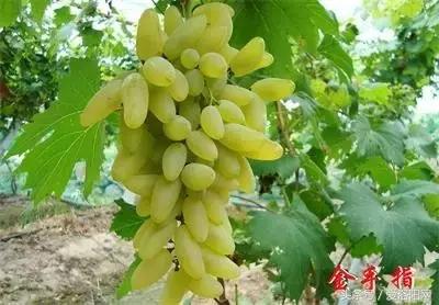 娲涢槼瀛熸触鏈夊悕鐨勯晣,娲涢槼瀛熸触鍙ら晣