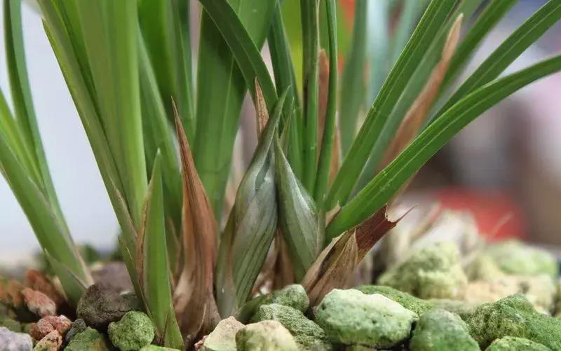 为什么兰花花苞会消苞呢,兰花春化中花苞停止生长