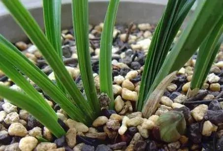 为什么兰花花苞会消苞呢,兰花春化中花苞停止生长