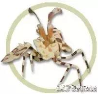 自己繁殖海水观赏虾,海水观赏虾最耐高温