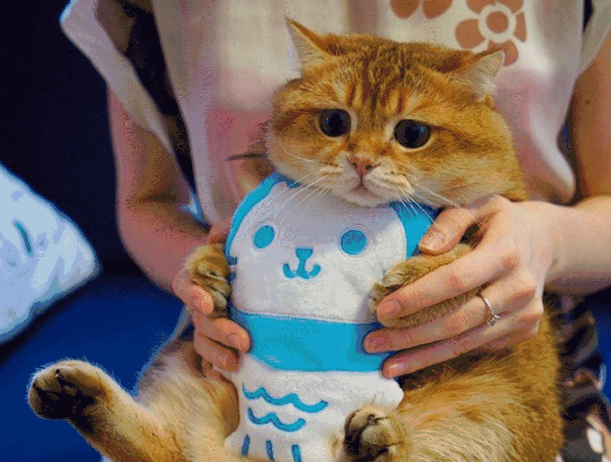 你今天养猫了吗,吸猫是怎么回事