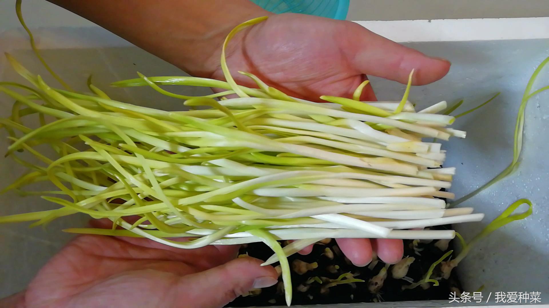 阳台上光照不好种什么蔬菜最合适,适合阳台光照不足的蔬菜