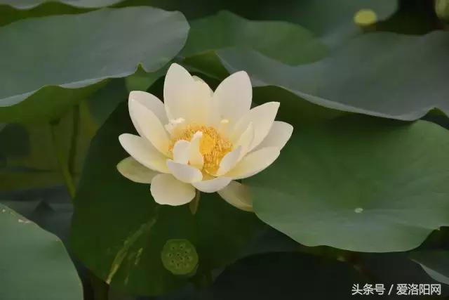 娲涢槼瀛熸触鏈夊悕鐨勯晣,娲涢槼瀛熸触鍙ら晣