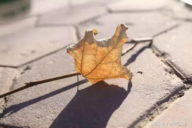 自制营养土最简单的方法种花,自制营养土最简单又快速的方法