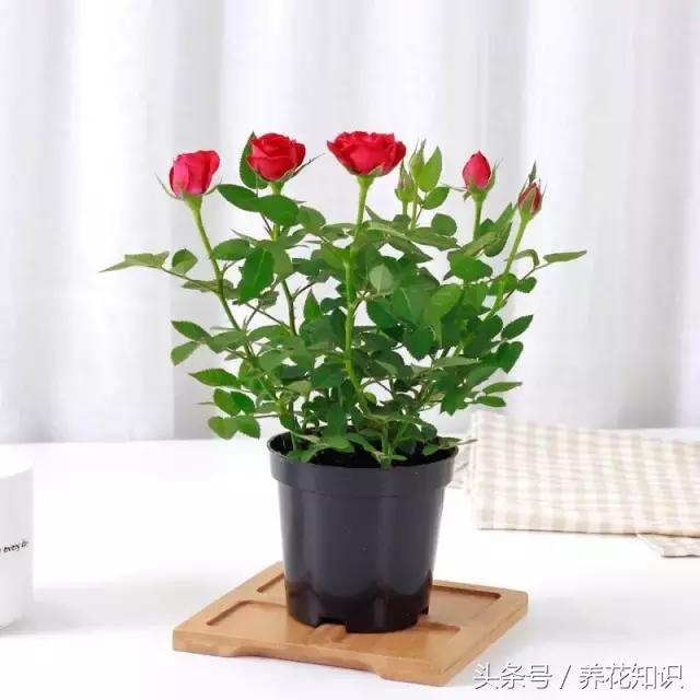 自制营养土最简单的方法种花,自制营养土最简单又快速的方法