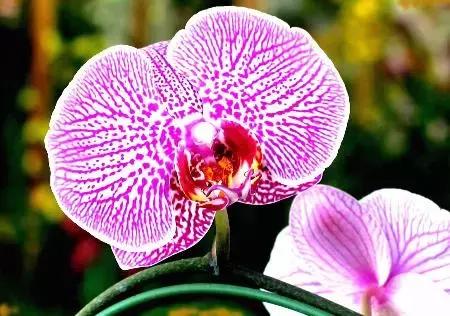 蝴蝶兰价格是多少,今年的蝴蝶兰的价格是多少