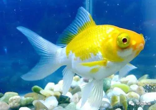 閲戦奔璺崇几鎽旀檿濡備綍鎶㈡晳,閲戦奔绐佺劧鐚濇