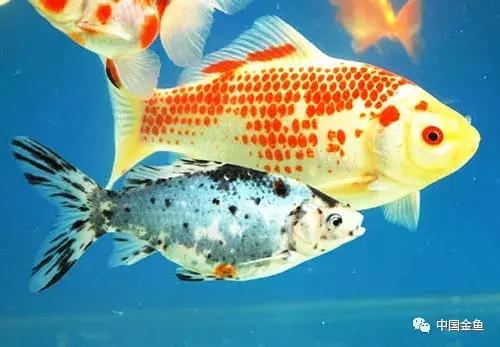 閲戦奔璺崇几鎽旀檿濡備綍鎶㈡晳,閲戦奔绐佺劧鐚濇