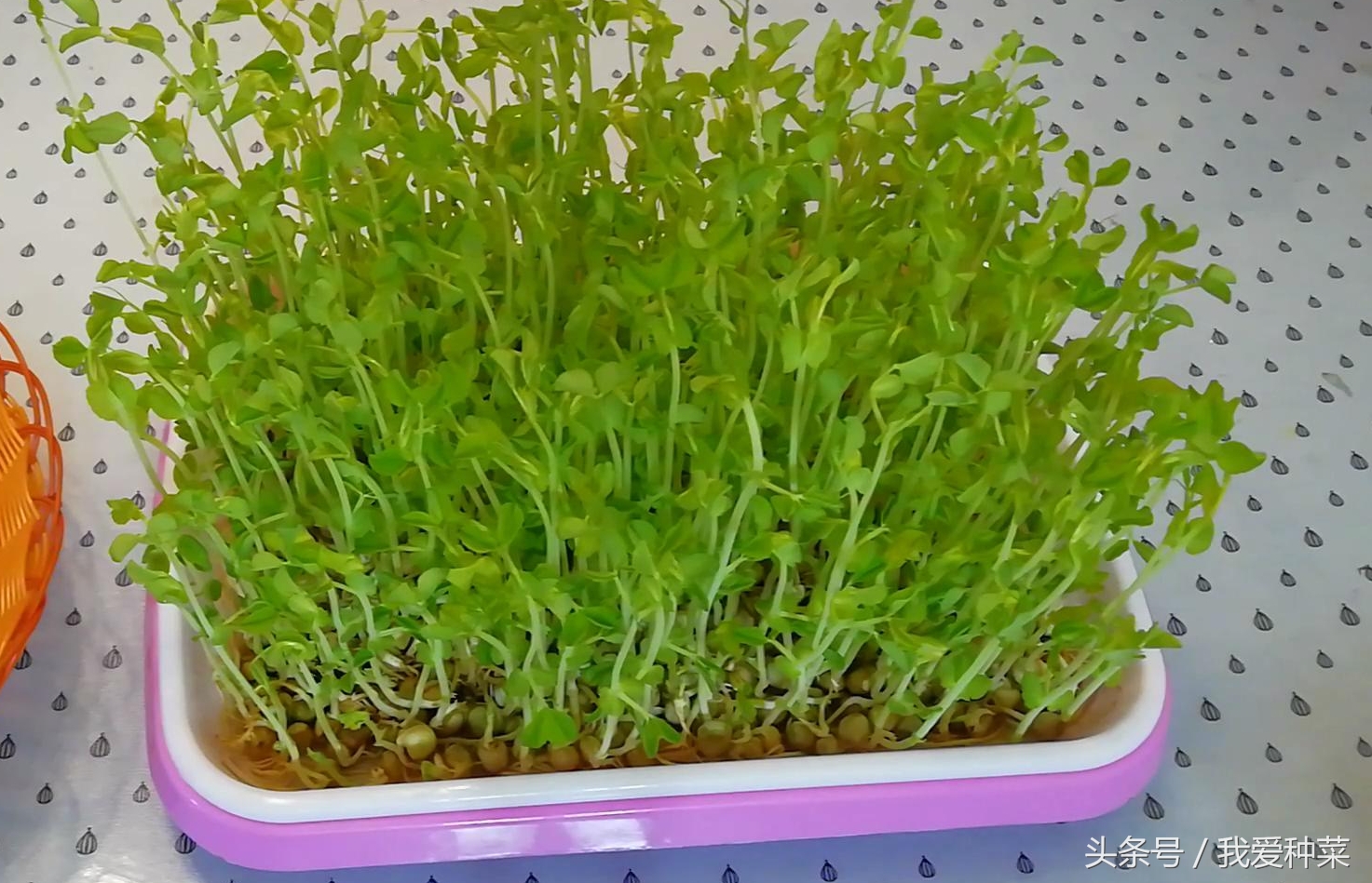 阳台上光照不好种什么蔬菜最合适,适合阳台光照不足的蔬菜