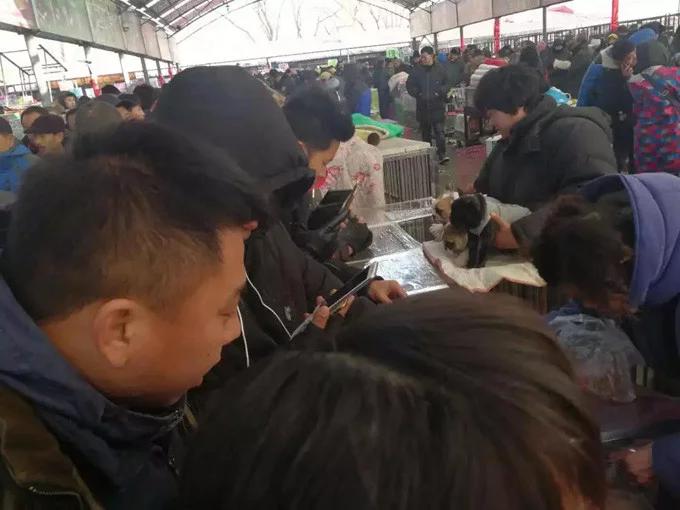 直播帮买宠物,卖狗直播保底一万可靠吗