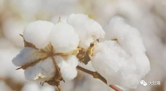 有多少男人被*裤内**套路了？这种丝滑材质的*裤内**可以让男人性无能！