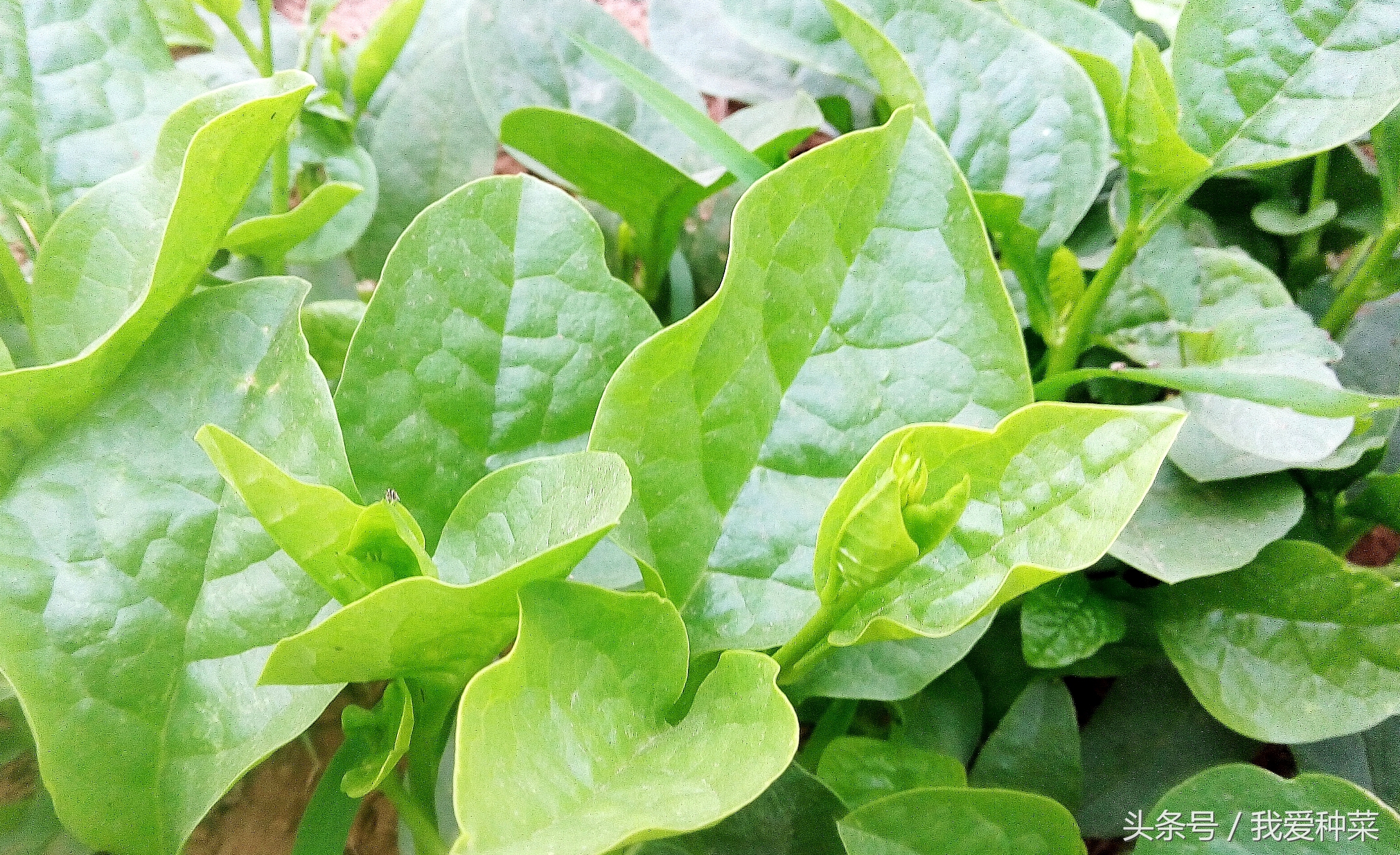 阳台上光照不好种什么蔬菜最合适,适合阳台光照不足的蔬菜