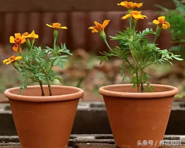 自制营养土最简单的方法种花,自制营养土最简单又快速的方法