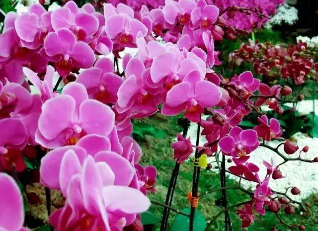 蝴蝶兰价格是多少,今年的蝴蝶兰的价格是多少