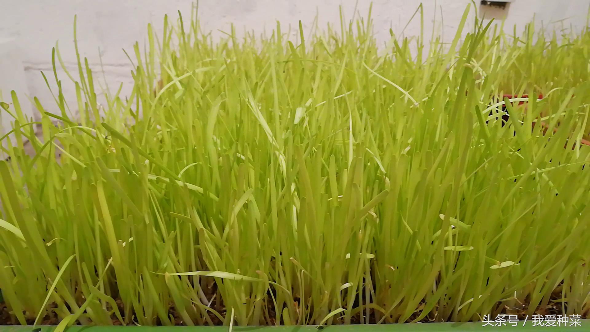 阳台上光照不好种什么蔬菜最合适,适合阳台光照不足的蔬菜