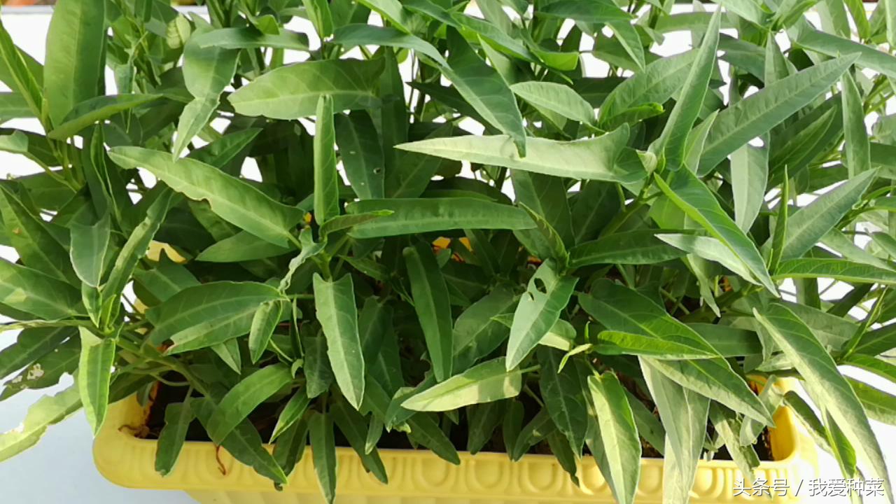 阳台上光照不好种什么蔬菜最合适,适合阳台光照不足的蔬菜