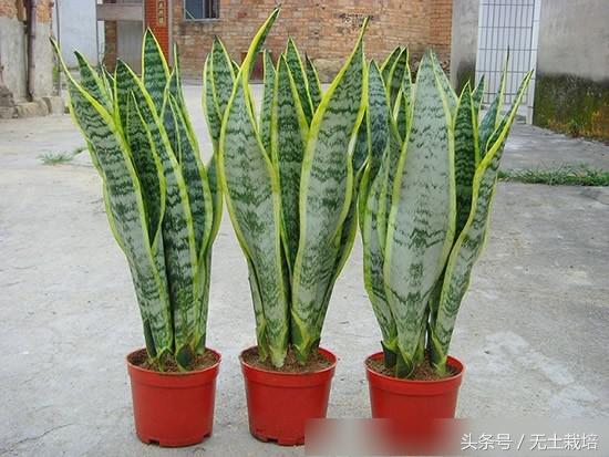 去甲醛效果最好的植物,去甲醛最好植物排行榜