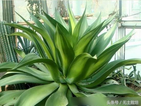 去甲醛效果最好的植物,去甲醛最好植物排行榜