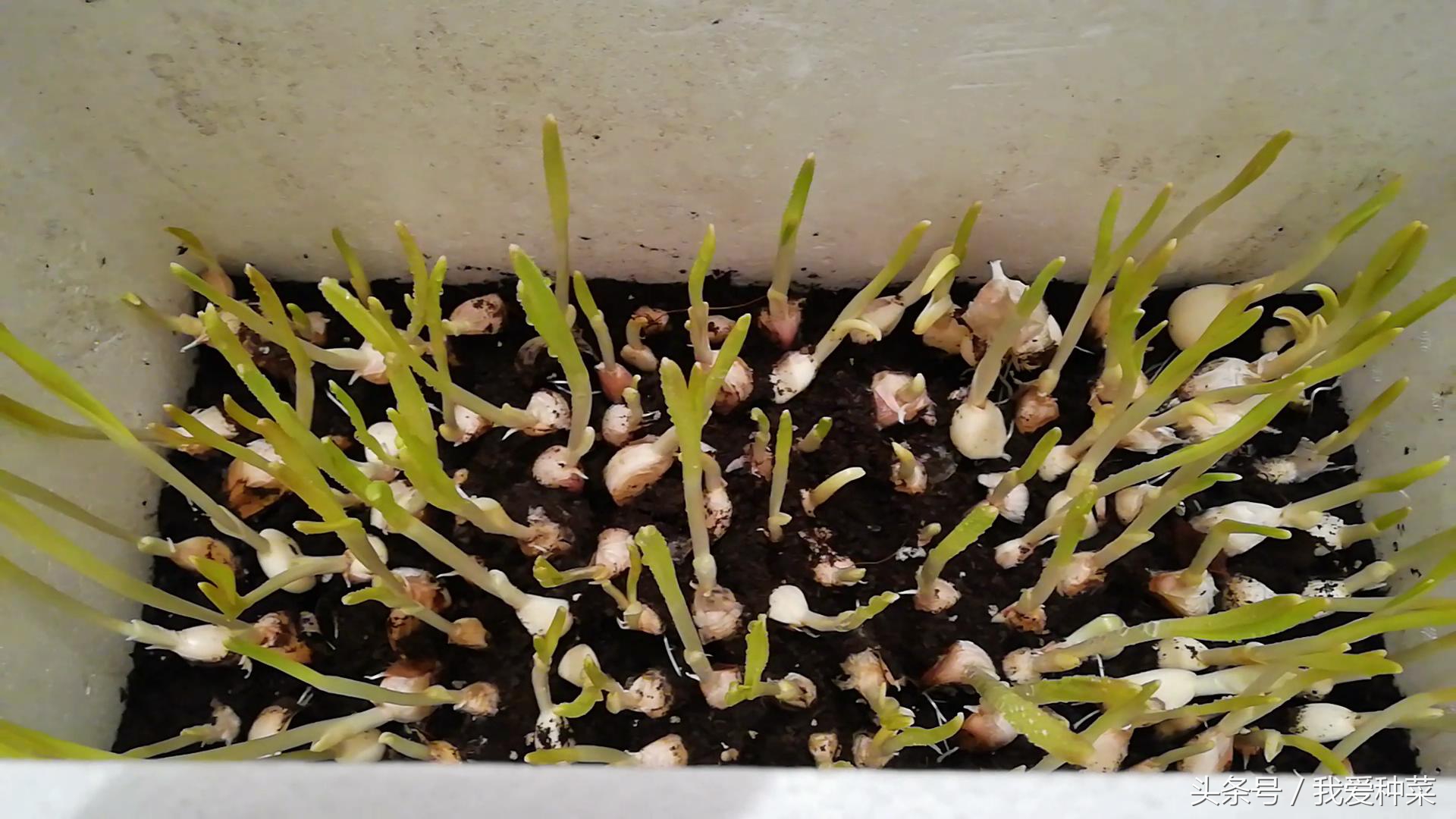 阳台上光照不好种什么蔬菜最合适,适合阳台光照不足的蔬菜