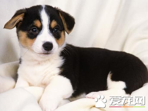 狗狗只呕吐不腹泻是胰腺炎吗,狗狗呕吐腹泻用什么药