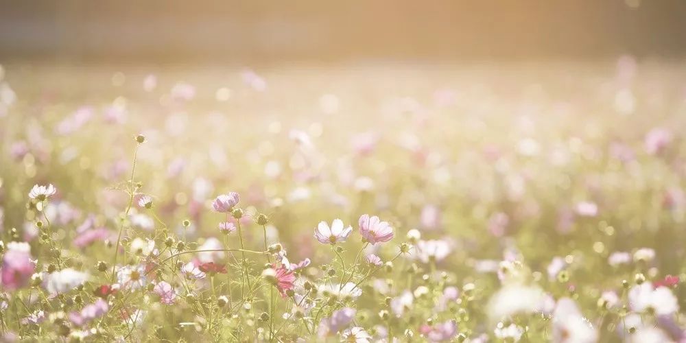 苏枕书,苏枕书小说作品集