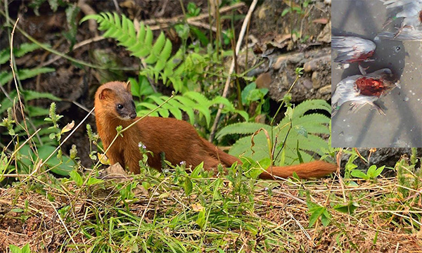 黄鼠狼偷鸡是真的吗,黄鼠狼偷鸡30只怎么抓到
