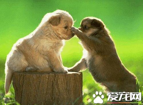 狗狗只呕吐不腹泻是胰腺炎吗,狗狗呕吐腹泻用什么药