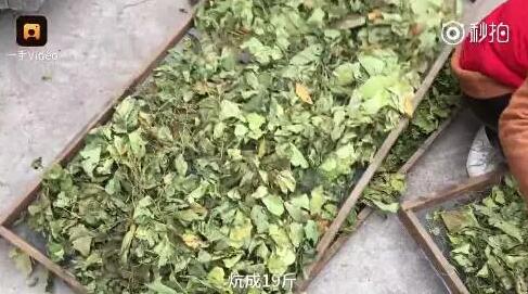 可惜啊，涨到300元一斤！六安人却拿来喂猪……