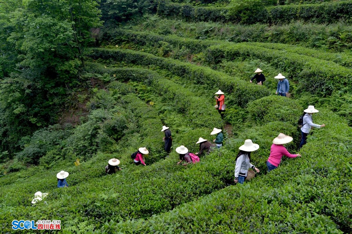 成都都江堰市达人探店,都江堰旅游达人