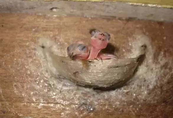 比燕窝更好的植物,比燕窝好的植物