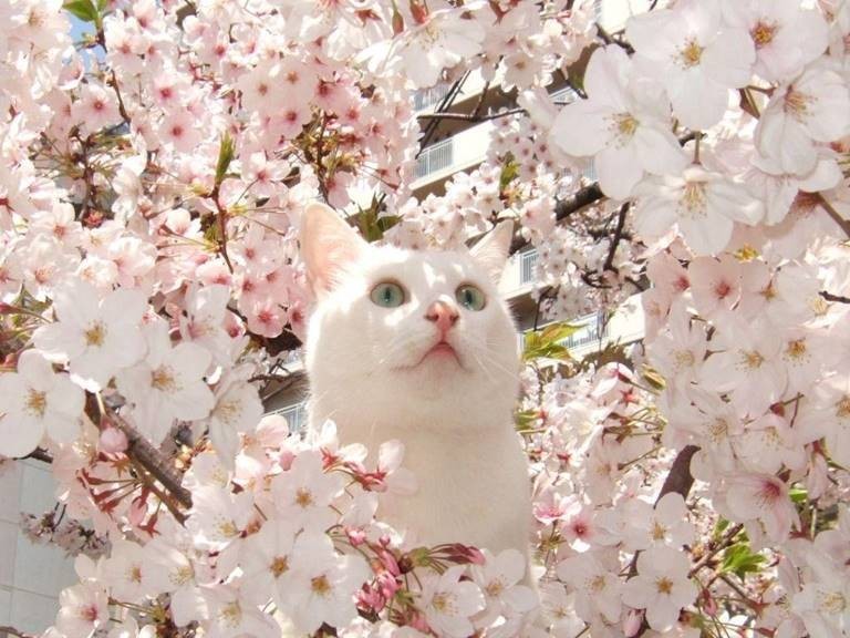 日本人有多恨猫（Excuseme？）