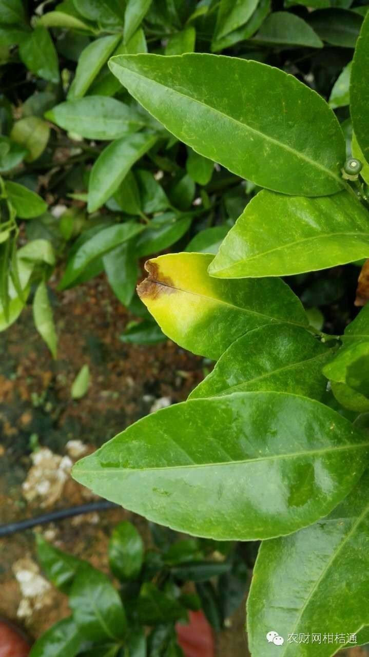 柑橘夏梢出现黄叶是什么原因,柑橘黄叶防治