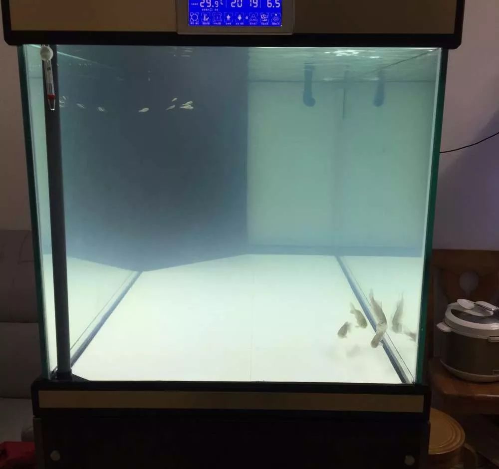 历时4个月，亲手做的缸终于运行！