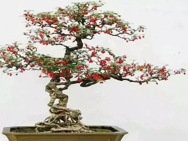 有什么比较特殊也比较好看的鲜花,什么鲜花比较有特点又好看