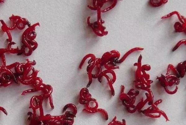 没有本事的老婆才会欺负老公,没任何社会经验的媳妇